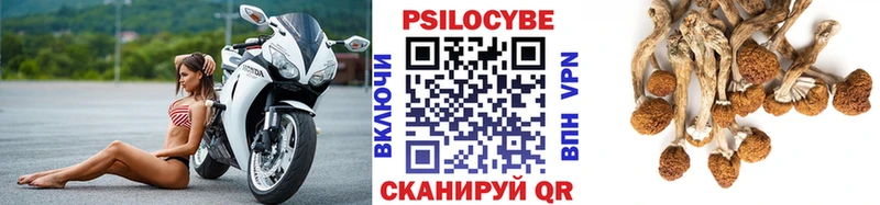кракен зеркало  Александровское  Галлюциногенные грибы Cubensis  цена наркотик 